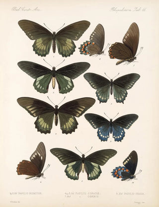 Frederick DuCane Godman - Insecta LepidopteraRhopalocera Pl 067.webp