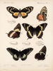 Insectes Lépidoptères Rhopalocères Pl 072 - Frederick DuCane Godman — artwork view