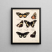 Insectes Lépidoptères Rhopalocères Pl 072 - Frederick DuCane Godman — framed artwork on a wall
