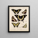 Insectes Lépidoptères Rhopalocères Pl 073 - Frederick DuCane Godman — framed artwork on a wall