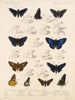 Insectes Lépidoptères Rhopalocères Pl 074 - Frederick DuCane Godman — artwork view