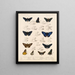 Insectes Lépidoptères Rhopalocères Pl 074 - Frederick DuCane Godman — framed artwork on a wall