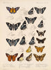 Insectes Lépidoptères Rhopalocères Pl 075 - Frederick DuCane Godman — artwork view