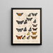 Insectes Lépidoptères Rhopalocères Pl 075 - Frederick DuCane Godman — framed artwork on a wall