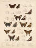 Insects Lepidoptera Rhopalocera Pl 076 - Frederick DuCane Godman — artwork view