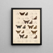 Insects Lepidoptera Rhopalocera Pl 076 - Frederick DuCane Godman — framed artwork on a wall