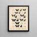 Insectes Lépidoptères Rhopalocères Pl 077 - Frederick DuCane Godman — framed artwork on a wall