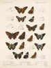 Insectes Lépidoptères Rhopalocères Pl 078 - Frederick DuCane Godman — artwork view