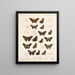 Insectes Lépidoptères Rhopalocères Pl 078 - Frederick DuCane Godman — framed artwork on a wall