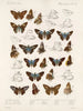Insectes Lépidoptères Rhopalocères Pl 106 - Frederick DuCane Godman — artwork view