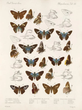 Frederick DuCane Godman - Insecta LepidopteraRhopalocera Pl 106.webp