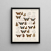 Insectes Lépidoptères Rhopalocères Pl 106 - Frederick DuCane Godman — framed artwork on a wall