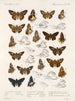 Insectes Lépidoptères Rhopalocères Pl 107 - Frederick DuCane Godman — artwork view