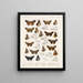 Insectes Lépidoptères Rhopalocères Pl 107 - Frederick DuCane Godman — framed artwork on a wall