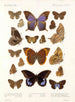 Insectes Lépidoptères Rhopalocères Pl 108 - Frederick DuCane Godman — artwork view