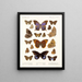Insectes Lépidoptères Rhopalocères Pl 108 - Frederick DuCane Godman — framed artwork on a wall
