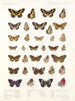 Insectes Lépidoptères Rhopalocères Pl 109 - Frederick DuCane Godman — artwork view