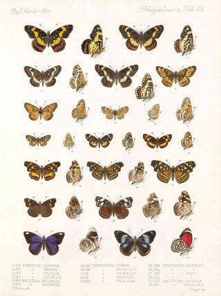 Frederick DuCane Godman - Insecta LepidopteraRhopalocera Pl 109.webp