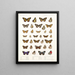 Insectes Lépidoptères Rhopalocères Pl 109 - Frederick DuCane Godman — framed artwork on a wall
