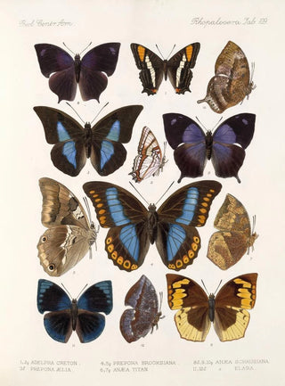 Frederick DuCane Godman - Insecta LepidopteraRhopalocera Pl 110.webp