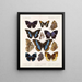 Insects Lepidoptera Rhopalocera Pl 110 - Frederick DuCane Godman — framed artwork on a wall