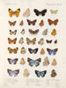 Insectes Lépidoptères Rhopalocères Pl 111 - Frederick DuCane Godman — artwork view