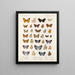 Insectes Lépidoptères Rhopalocères Pl 111 - Frederick DuCane Godman — framed artwork on a wall