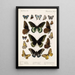 Insecta Lepidoptera Rhopalocera Pl 112 - Frederick DuCane Godman — framed artwork on a wall