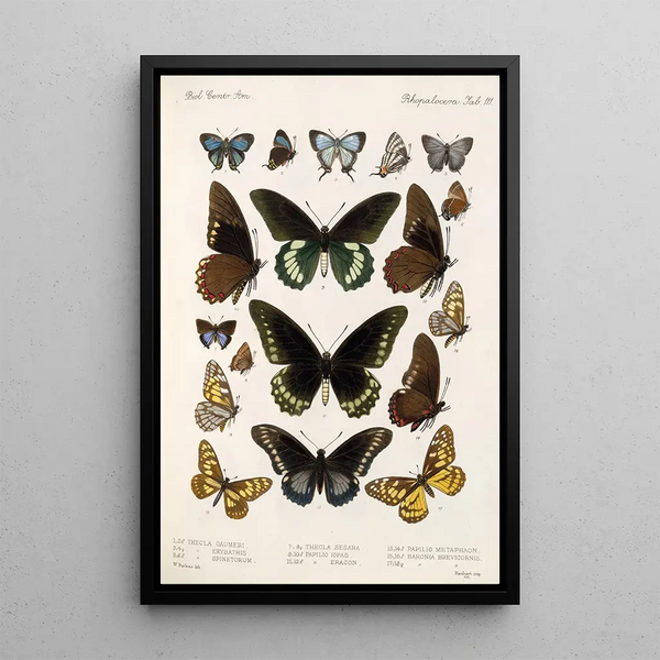 Insecta Lepidoptera Rhopalocera Pl 112 - Frederick DuCane Godman — framed artwork on a wall