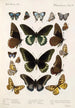 Insecta Lepidoptera Rhopalocera Pl 112 - Frederick DuCane Godman — artwork view