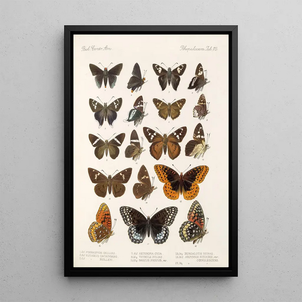 Insecta Lepidoptera Rhopalocera Pl 113 - Frederick DuCane Godman — framed artwork on a wall