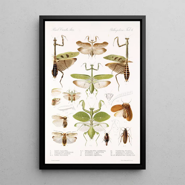 Insecta Orthoptera Pl 2 - Frederick DuCane Godman — framed artwork on a wall