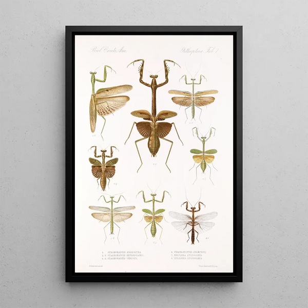 Insecta Orthoptera Pl 3 - Frederick DuCane Godman — framed artwork on a wall