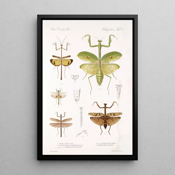 Insecta Orthoptera Pl 4 - Frederick DuCane Godman — framed artwork on a wall