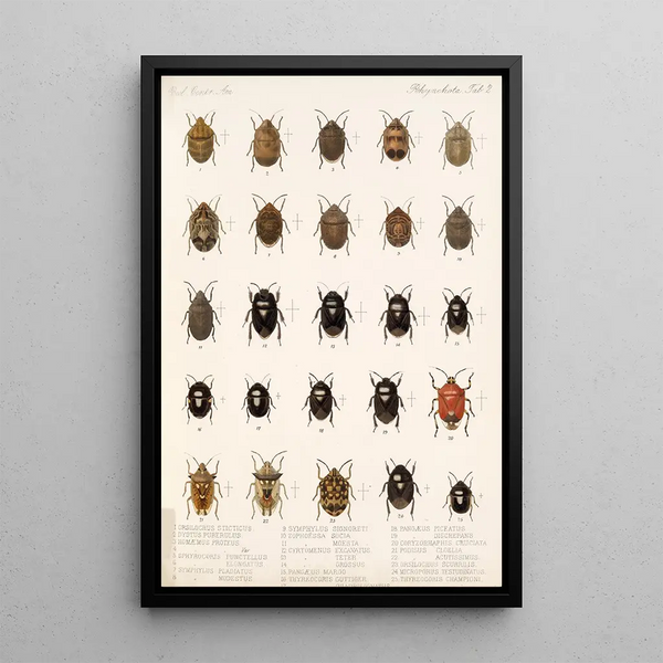 Insecta Rhynchota Hemiptera Heteroptera Pl 02 - Frederick DuCane Godman — framed artwork on a wall