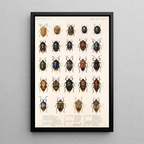 Insecta Rhynchota Hemiptera Heteroptera Pl 03 - Frederick DuCane Godman — framed artwork on a wall