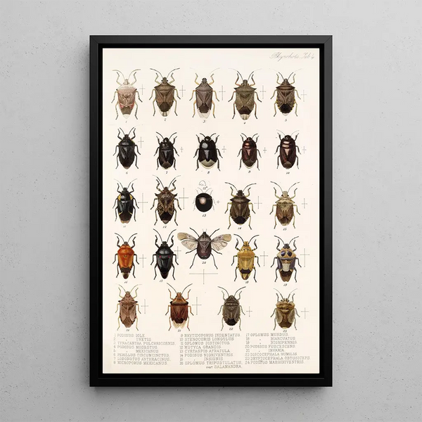 Insecta Rhynchota Hemiptera Heteroptera Pl 04 - Frederick DuCane Godman — framed artwork on a wall