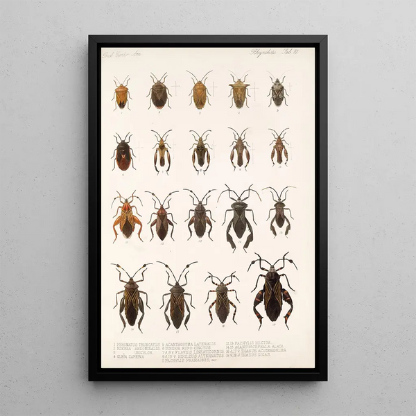 Insecta Rhynchota Hemiptera Heteroptera Pl 10 - Frederick DuCane Godman — framed artwork on a wall