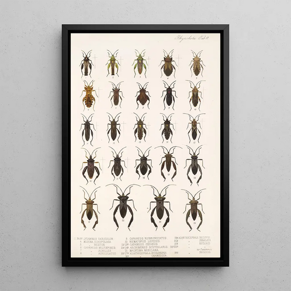 Insecta Rhynchota Hemiptera Heteroptera Pl 11 - Frederick DuCane Godman — framed artwork on a wall