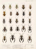 Insecta Rhynchota Hemiptera Heteroptera Pl 11 - Frederick DuCane Godman — artwork view