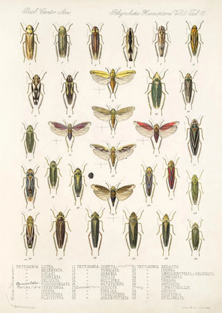 Frederick DuCane Godman - Insecta Rhynchota HemipteraHomoptera Pl 32.webp