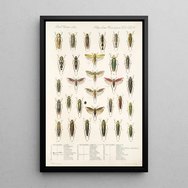 Insecta Rhynchota Hemiptera Homoptera Pl 32 - Frederick DuCane Godman — framed artwork on a wall