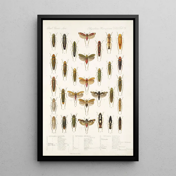 Insecta Rhynchota Hemiptera Homoptera Pl 33 - Frederick DuCane Godman — framed artwork on a wall