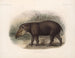 Mammifères Pl 07 - Frederick DuCane Godman — artwork view