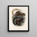Mammalia Pl 10 - Frederick DuCane Godman — framed artwork on a wall