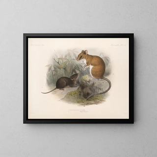 Mammifères Pl 12 - Frederick DuCane Godman — framed artwork on a wall