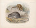 Mammifères Pl 13 - Frederick DuCane Godman — artwork view