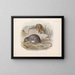 Mammifères Pl 13 - Frederick DuCane Godman — framed artwork on a wall