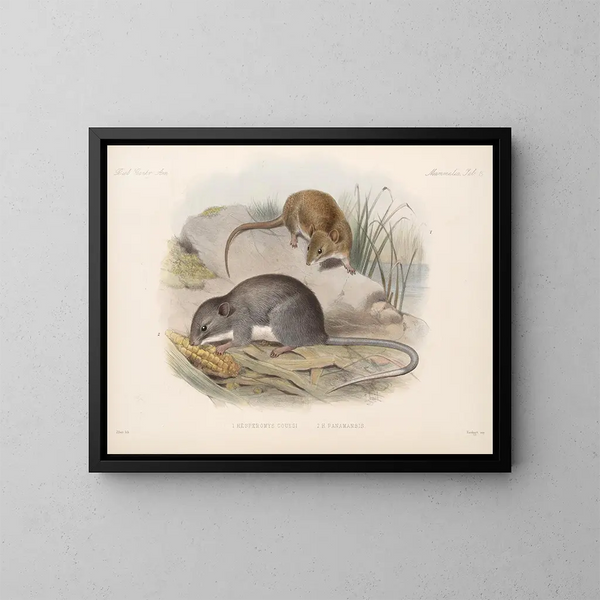 Mammifères Pl 13 - Frederick DuCane Godman — framed artwork on a wall