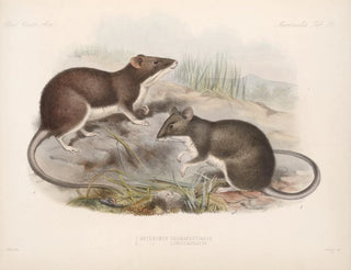Mammals Pl 15 - Frederick DuCane Godman — artwork view